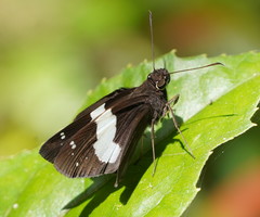 Notocrypta waigensis