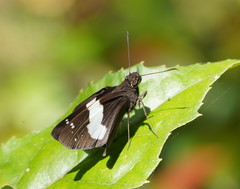 Notocrypta waigensis
