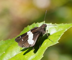 Notocrypta waigensis