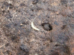 Nicoletiidae
