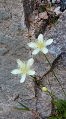 Parnassia cirrata