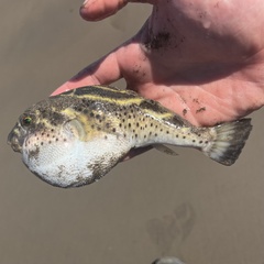 Oval Puffer photo 4