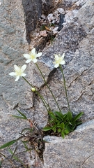 Parnassia cirrata