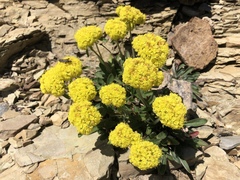 Oligogonum