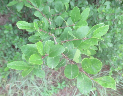 Upland swampprivet (Forestiera ligustrina)