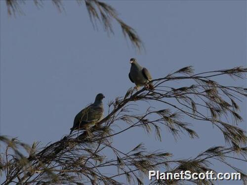 Pemba Green Pigeon (Treron pembaensis), photo 4