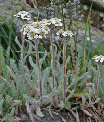 Achillea nana