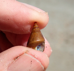 Phasianotrochus eximius