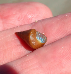 Phasianotrochus eximius