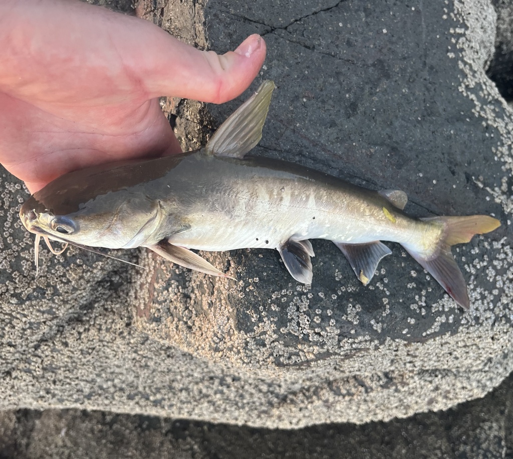 Tete sea catfish (Ariopsis seemanni) — Ariidae