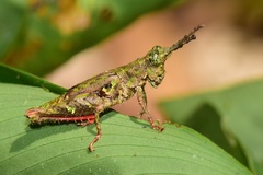 Bryophilacris cryptica