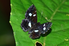 Calydna catana