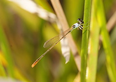 Agriocnemis dobsoni