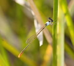 Agriocnemis dobsoni