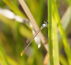 Agriocnemis dobsoni