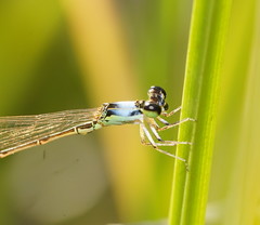 Agriocnemis dobsoni