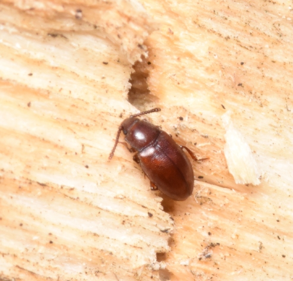 Myrmedophila