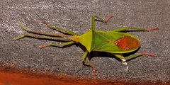 Homoeocerus