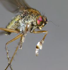 Helichochaetus discifer