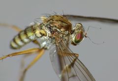 Helichochaetus discifer