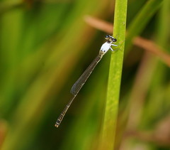 Agriocnemis dobsoni