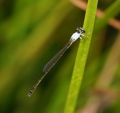 Agriocnemis dobsoni