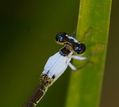 Agriocnemis dobsoni