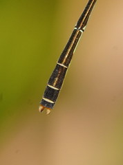 Agriocnemis dobsoni