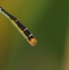 Agriocnemis dobsoni
