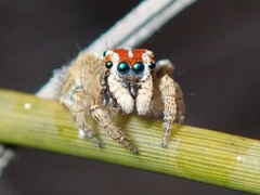 Maratus linnaei