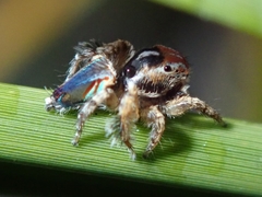 Maratus linnaei