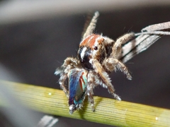 Maratus linnaei
