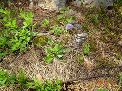 Globularia bisnagarica