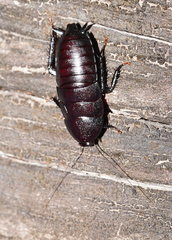 Blattoidae