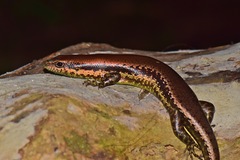 Copeoglossum nigropunctatum