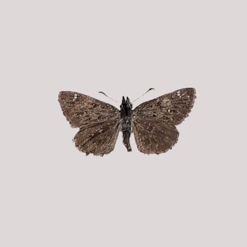 Saltbush Sootywing photo 5