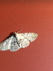 Iridopsis larvaria