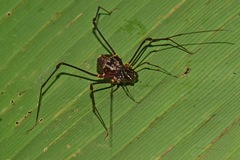 Cranaidae