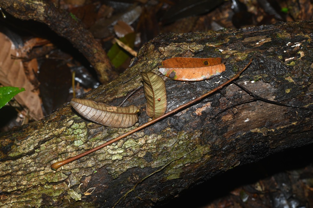 Dussia tessmannii