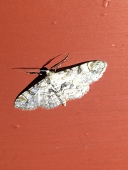 Iridopsis larvaria
