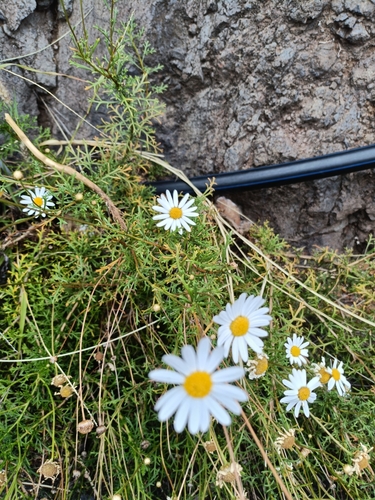 Image of Argyranthemum frutescens by (c) Diego Rodríguez Hernández, some rights reserved (CC BY)