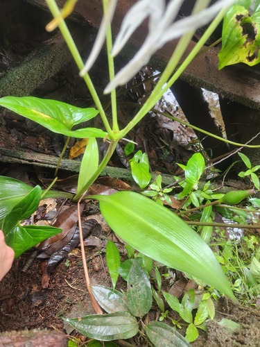 Foto de Lírio-aranha