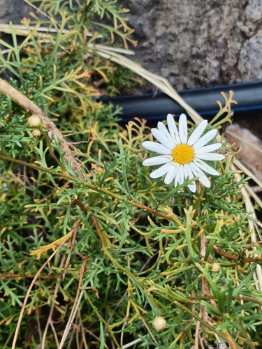 Image of Argyranthemum frutescens by (c) Diego Rodríguez Hernández, some rights reserved (CC BY)