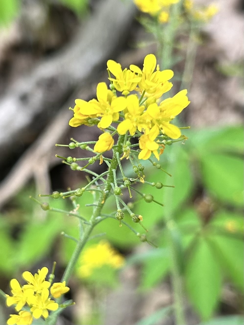Physaria globosa