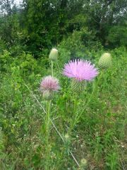 Cirsium engelmannii