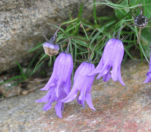 Ingeknipt klokje (Campanula excisa)