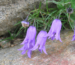 Campanula excisa