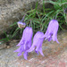 Perforate Bellflower - Photo (c) lorenzodotti, some rights reserved (CC BY-NC), uploaded by lorenzodotti