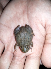 Occidozyga lima