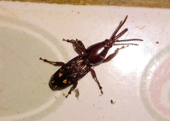 Arrhenodini